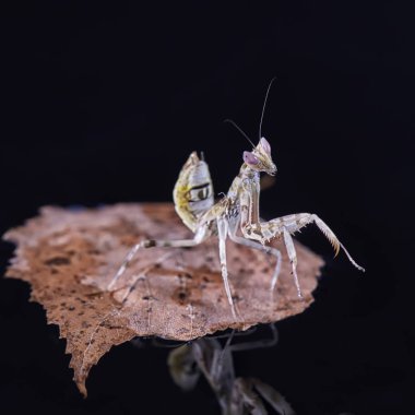 Peygamber devesi Creobroter gemmatus erkek döllenmiş. Makro fotoğraf