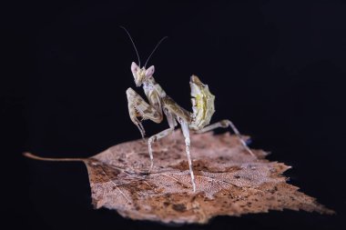 Peygamber devesi Creobroter gemmatus erkek döllenmiş. Makro fotoğraf