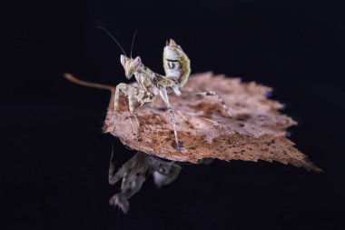 Peygamber devesi Creobroter gemmatus erkek döllenmiş. Makro fotoğraf