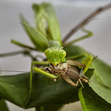Bir aeting kriket Avrupa praying Mantis (Mantis bileğinde) yakın çekim. Makro fotoğraf