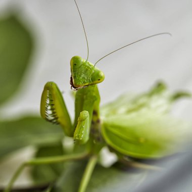 Bir aeting kriket Avrupa praying Mantis (Mantis bileğinde) yakın çekim. Makro fotoğraf