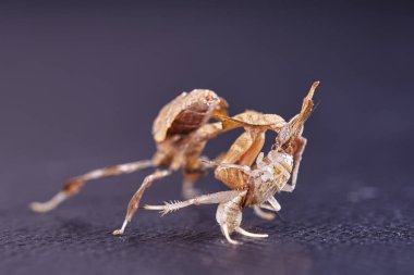 Saklanıyorsun mantis siting - portresi doğal habitatları beyaz bir arka plan ile Afrika yırtıcı böcek.