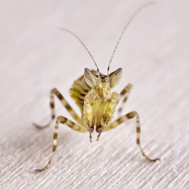 Hint çiçek Peygamber devesi Creobroter gemmatus av yeme.