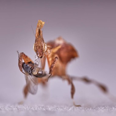 Hayalet Peygamber devesi Phyllocrania paradoxa. Makro fotoğraf