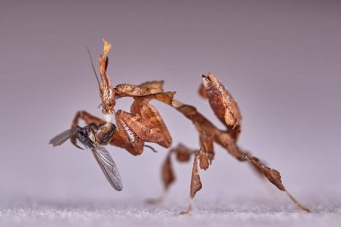 Hayalet Peygamber devesi Phyllocrania paradoxa. Makro fotoğraf