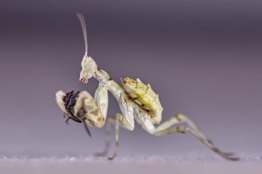 Peygamber devesi Creobroter gemmatus erkek döllenmiş. Makro fotoğraf