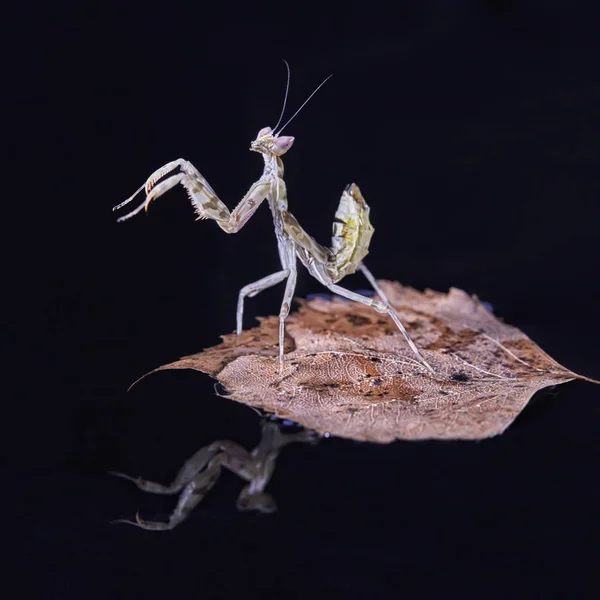 Mantis Creobroter Gemmatus Fertilizó Hembra Macro Foto — Foto de Stock