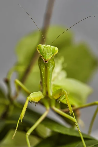 Primer Plano Grillo Europeo Rezando Mantis Mantis Religiosa Macro Foto — Foto de Stock