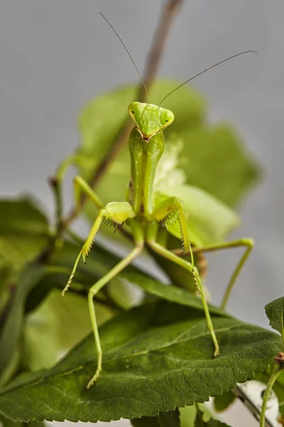 Primer Plano Grillo Europeo Rezando Mantis Mantis Religiosa Macro Foto — Foto de Stock