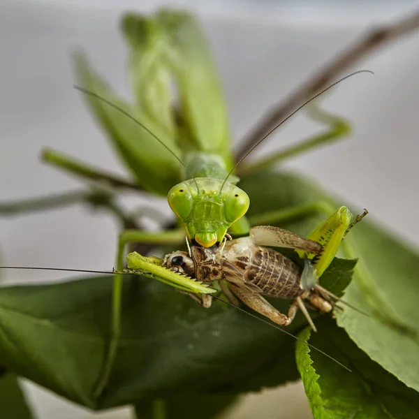 Bir aeting kriket Avrupa praying Mantis (Mantis bileğinde) yakın çekim. Makro fotoğraf