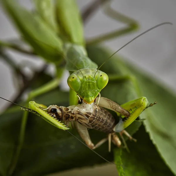 Primer Plano Grillo Europeo Rezando Mantis Mantis Religiosa Macro Foto — Foto de Stock