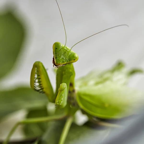 Primer Plano Grillo Europeo Rezando Mantis Mantis Religiosa Macro Foto — Foto de Stock