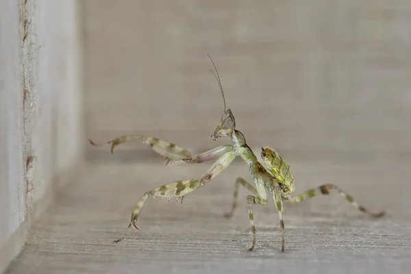 Mantis Creobroter Gemmatus Fertilizó Hembra Macro Foto — Foto de Stock