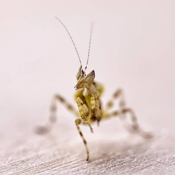 Mantis Flor India Creobroter Gemmatus Comer Presa — Foto de Stock