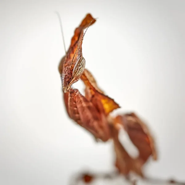 Portret Van Theghost Mantis Plaatsings Afrikaanse Roofzuchtig Insecten Zijn Natuurlijke — Stockfoto