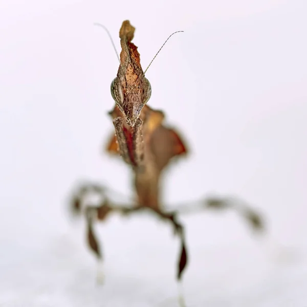 Portret Van Theghost Mantis Plaatsings Afrikaanse Roofzuchtig Insecten Zijn Natuurlijke — Stockfoto