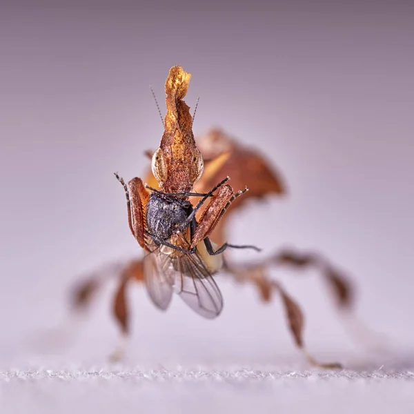 Fantasma Mantis Phyllocrania Paradoxa Macro Foto — Fotografia de Stock