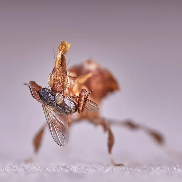 Fantasma Mantis Phyllocrania Paradoxa Macro Foto — Fotografia de Stock