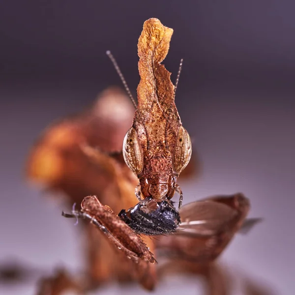 Ghost Mantis Phyllocrania Paradoxa Macro Photo — Stock Photo, Image