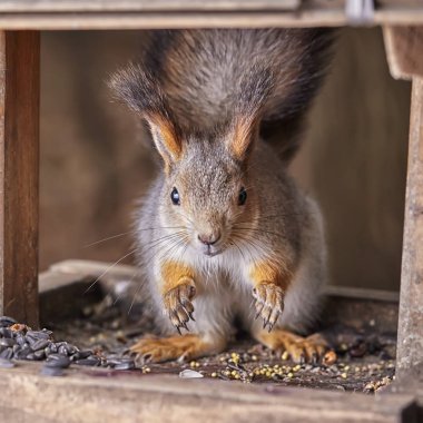 Avrasya gri sincap portresi. Fotoğrafı kapatın