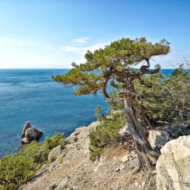 Dağları ve ağaçları Novyi Svit (yeni ışık) köyü yakınlarında. Şehir bölgesi Sudak, Kırım Cumhuriyeti. Panoramik görünüm