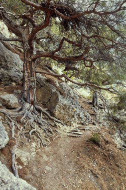 Dağları ve ağaçları Novyi Svit (yeni ışık) köyü yakınlarında. Şehir bölgesi Sudak, Kırım Cumhuriyeti. Panoramik görünüm