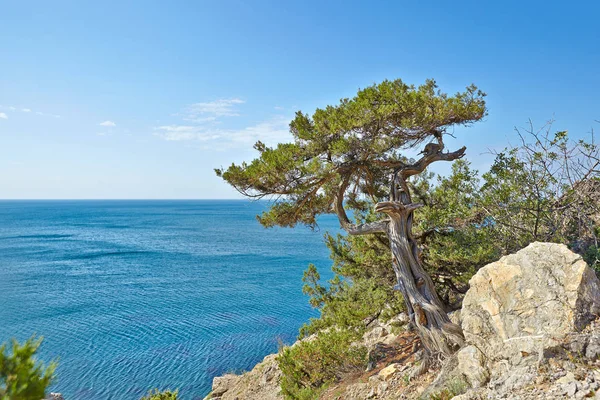 Mountains and trees near the village Novyi Svit (New light). City district Sudak, the Republic of Crimea. Panoramic view