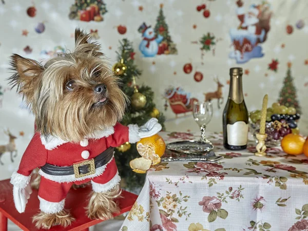 Yorkshire Korkunç Noel Ağacı Köpek Mizah Fotoğraf Kolaj Beyaz Arka — Stok fotoğraf