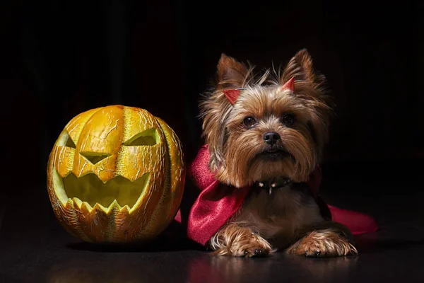 Köpek Yorkshire Korkunç Cadılar Bayramı Balkabağı Siyah Arka Plan Üzerine — Stok fotoğraf