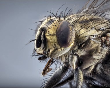 Makro lens ortak bir ev sineğin ayrıntı atış kapatın. Yüksek kaliteli yığın atış