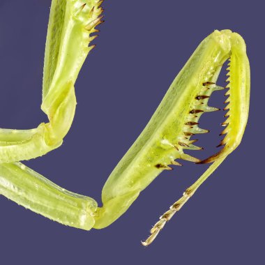 Büyük Kırım Peygamber devesi. Yığın görüntü kadar yakın makro. Böcek fotoğraf