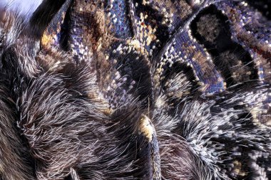 Kelebek kanat 20 x büyütme oranında ölçekler. Yığın görüntü odak. makro görüntüyü kapat