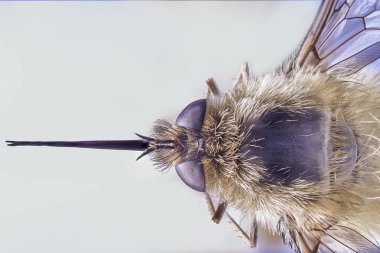Bee Fly, Bombylius Major, isolated on blue background. Macro close up stacking photo clipart