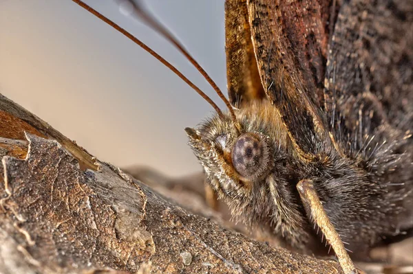 Fjäril Nymphalis Polychloros Stack Makrofotografering — Stockfoto