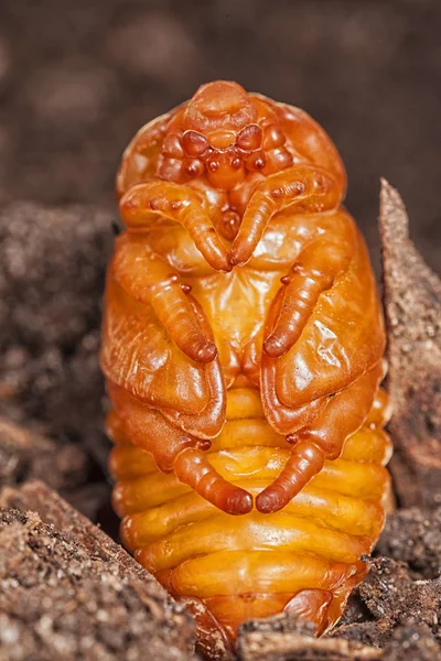 Larva Gryllotalpidae Peligrosa Plaga Del Sistema Raíces Las Verduras Está — Foto de Stock