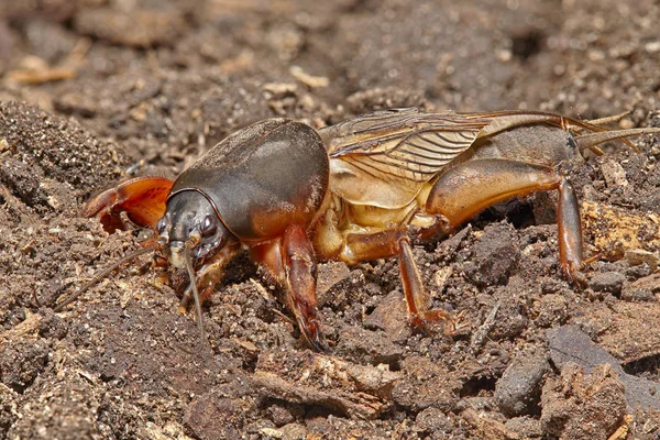 Gryllotalpidae tehlikeli pest sebze kök sisteminin yer altında yaşayan ve çukur kemiren. Makro yığın görüntüyü kapat