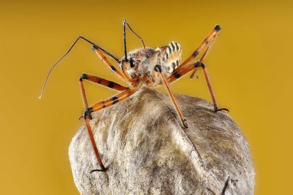 Predatory True Bug Family Nabidae Close Macro Stacking Won Yellow — Stock Photo, Image