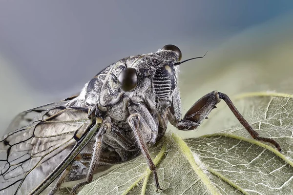 Kleine Zikaden Makro Close Stapelfotografie Insekt — Stockfoto
