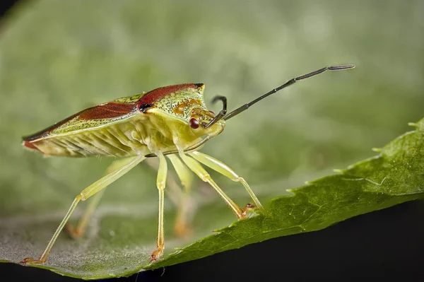 Adult Green shield bug or Palomena prasina. Close up macro photography