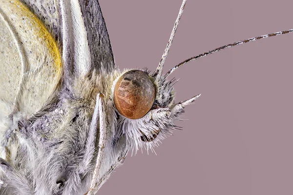 Asas Borboleta Aporia Crataegi Mossy Butterfly Aurora White Hawthorns Fechar — Fotografia de Stock