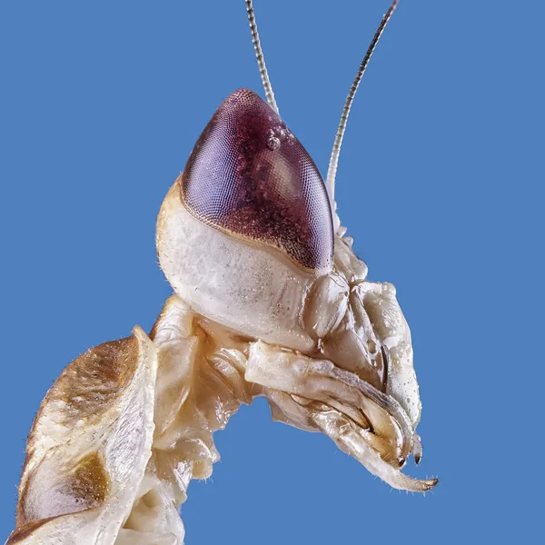 Stora Creobroter Gemmatus Mantis Makro Nära Upp Stapling Bild Insekten — Stockfoto