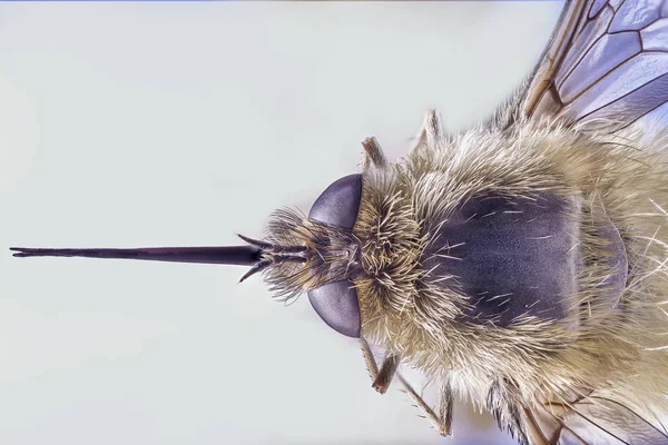 Bee Fly Bombylius Major Isolado Fundo Azul Macro Close Empilhamento — Fotografia de Stock