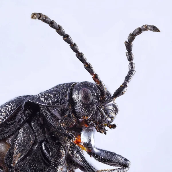 Duże Przewiercania Dung Beetle Jednolitym Tle Makra Zamknij Się Układania — Zdjęcie stockowe