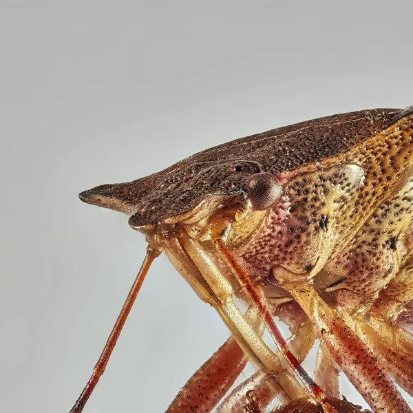 Adult Green Shield Bug Palomena Prasina Close Macro Photography — Stock Photo, Image