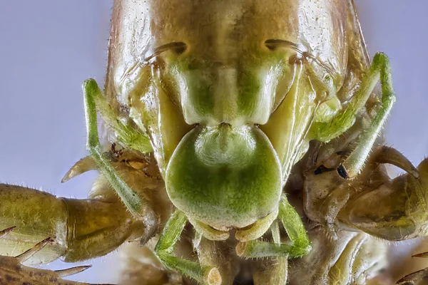 Velké Zelené Kobylky Pevné Pozadí Zavřete Makro Překrývání Foto — Stock fotografie