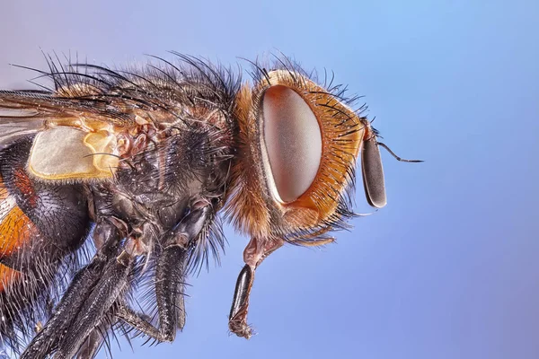 Macro Lens Close Detail Shot Common House Fly High Quality — Stock Photo, Image