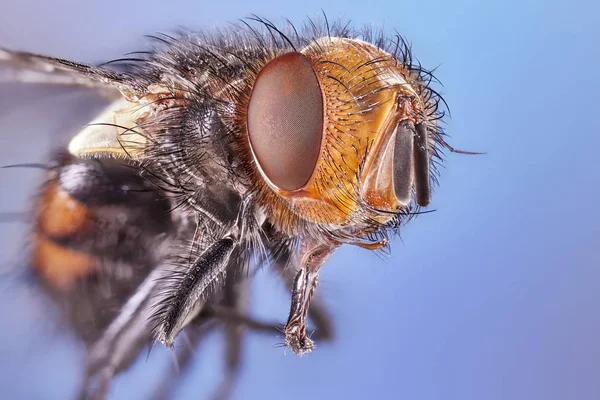 Lente Macro Close Detalhe Tiro Uma Mosca Comum Casa Tiro — Fotografia de Stock