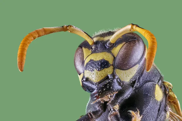 Bloem Wasp Vooraanzicht Witte Achtergrond Stacjing Macro Close Foto — Stockfoto