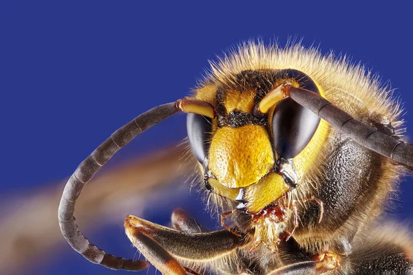 Beyaz Arka Plan Üzerinde Çiçek Wasp Önden Görünüm Makro Stacjing — Stok fotoğraf