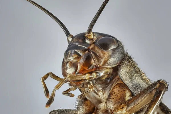 Brown Cricket Isolated Grey Background Macro Close Stacking Photo — Stock Photo, Image